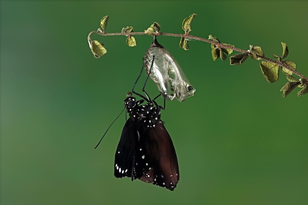 A metamorfose da borboleta na haste linda borboleta mechanitis polymnia na haste