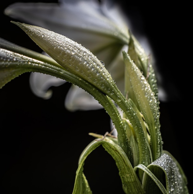 A minha visão particular da Natureza que me rodeia do ponto de vista macro, com formas e texto