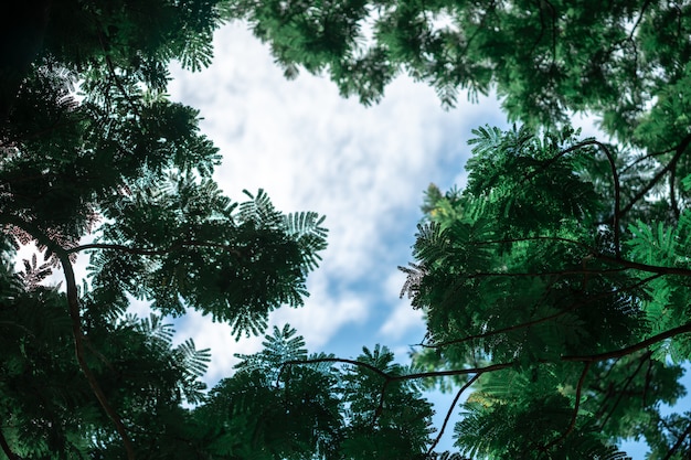 A moldura de folhas verdes é feita pela natureza