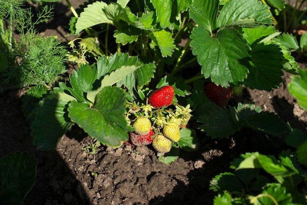 A morango está crescendo no jardim Bagas de uma framboesa