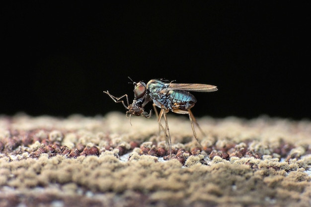 A mosca-de-garrafa-azul alimenta-se de insetos