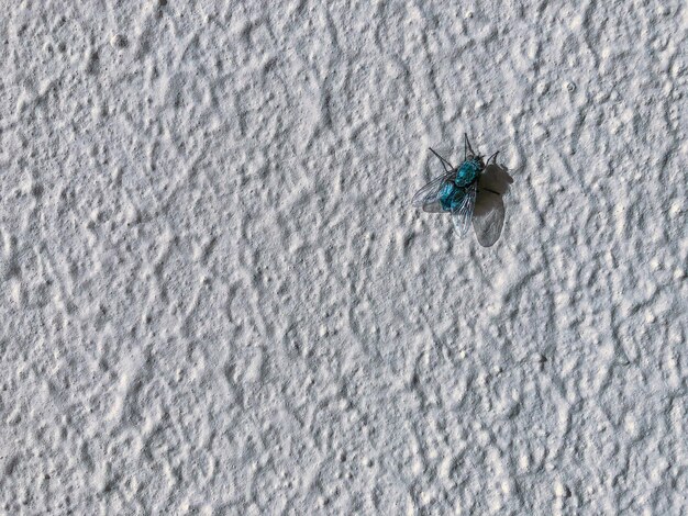 A mosca na parede. Inseto solitário. Quadro aleatório.