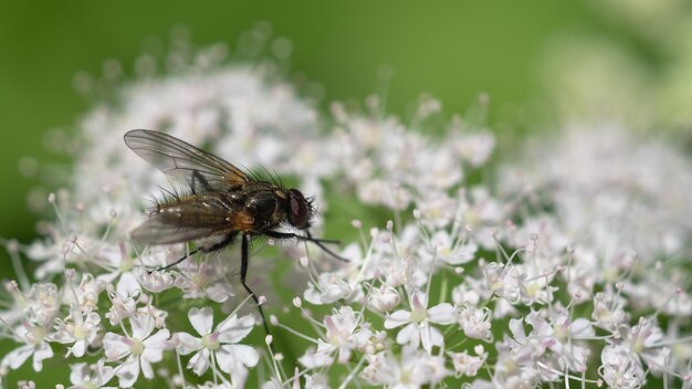 Foto a mosca senta-se em uma planta