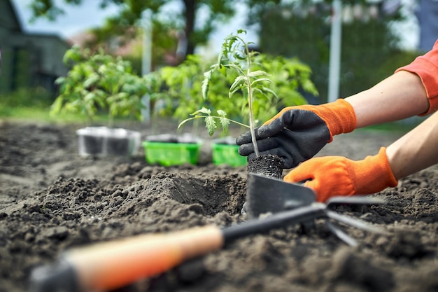 A muda de tomate jovem pronta para plantar no chão