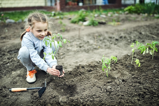 A muda de tomate jovem pronta para plantar no chão