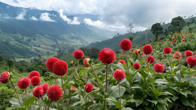 A muito bela flor dahlia cresce nas terras altas de Sumatra Ocidental, na Indonésia