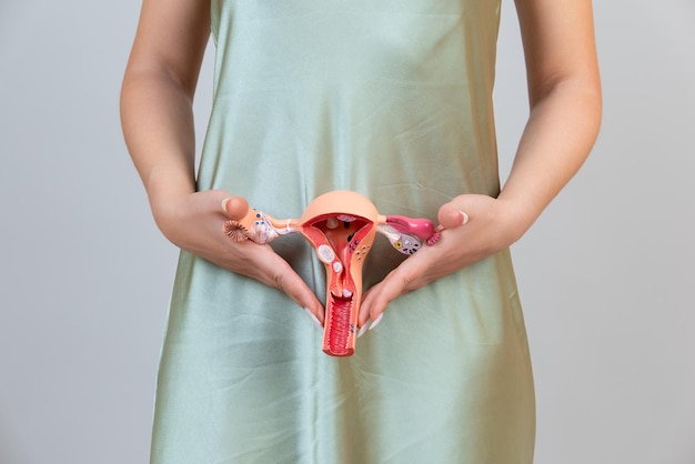 Foto a mulher de asain segura o modelo do sistema reprodutivo feminino nas mãos conceito de ajuda e cuidado