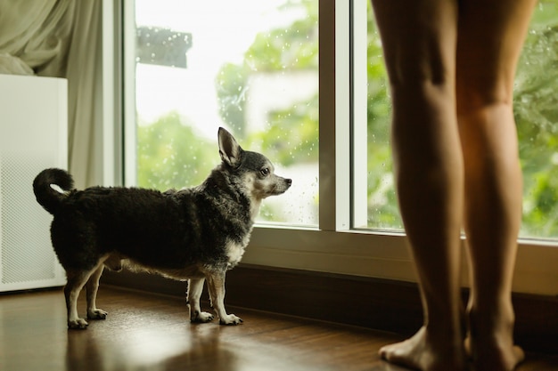 A mulher do cão e do proprietário da chihuahua que está na janela olha na chuva fora.