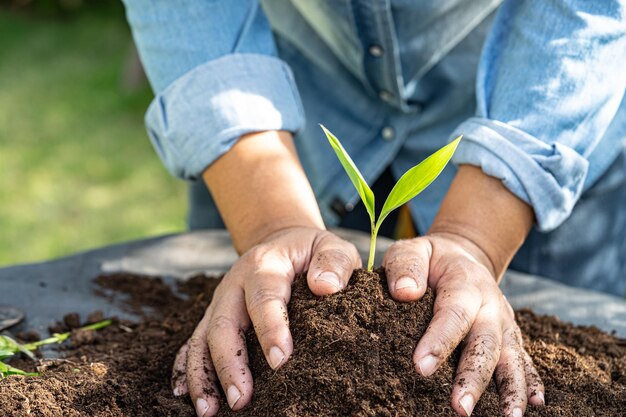 A mulher do jardineiro planta uma árvore com matéria orgânica do musgo de turfa melhora o solo para a agricultura conceito de ecologia crescente da planta orgânica