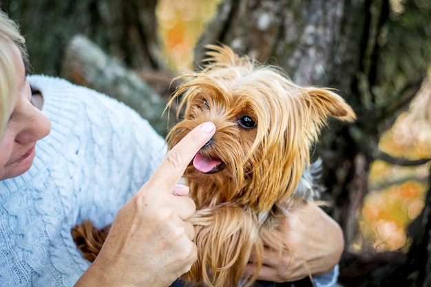 A mulher está gostando de seu cachorro favorito. yorkshire terrier nas mãos de uma mulher