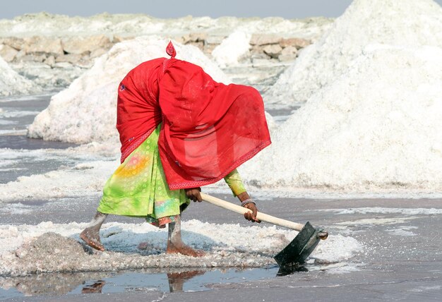 A mulher indiana extraiu sal no lago salgado Sambhar
