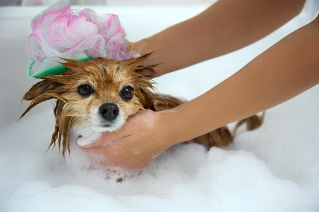 A mulher lava completamente um cão vermelho com um pano em um banho de espuma branco