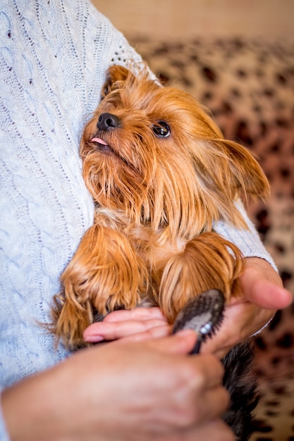 A mulher para pentear um cachorrinho da raça Yorkshire Terrier