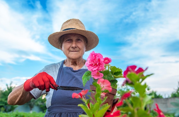 A mulher sênior está plantando flores no jardim Foco seletivo