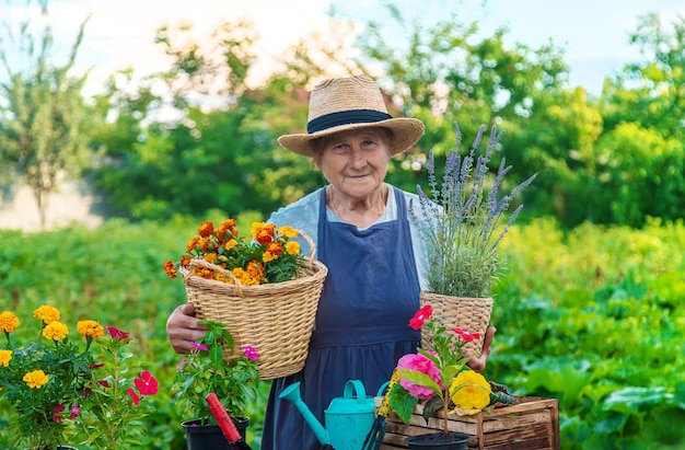 A mulher sênior está plantando flores no jardim Foco seletivo