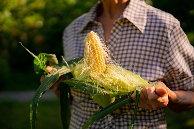 A mulher superior remove a pele fresca crua do milho nas explorações agrícolas