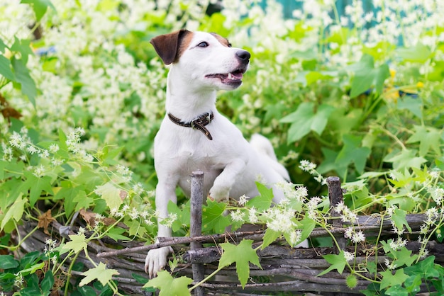 A natureza de Jack Russel