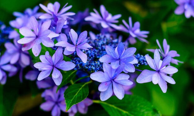 Foto a natureza é feita bela pelas flores.