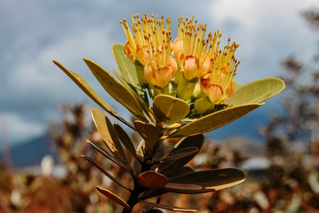 A natureza virgem da Nova Caledônia com suas belas flores e vegetação