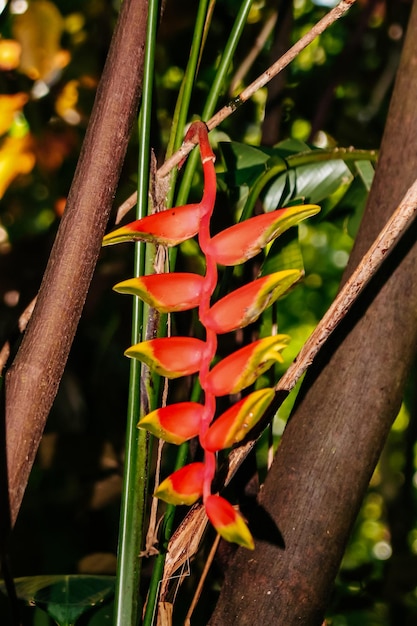 Foto a natureza virgem da nova caledônia com suas belas paisagens