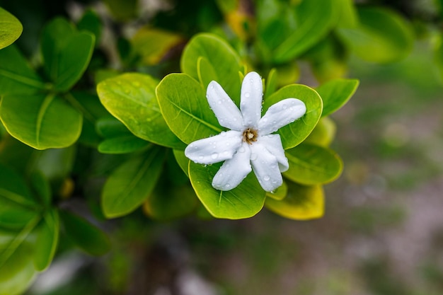 A natureza virgem da Polinésia Francesa com suas belas paisagens