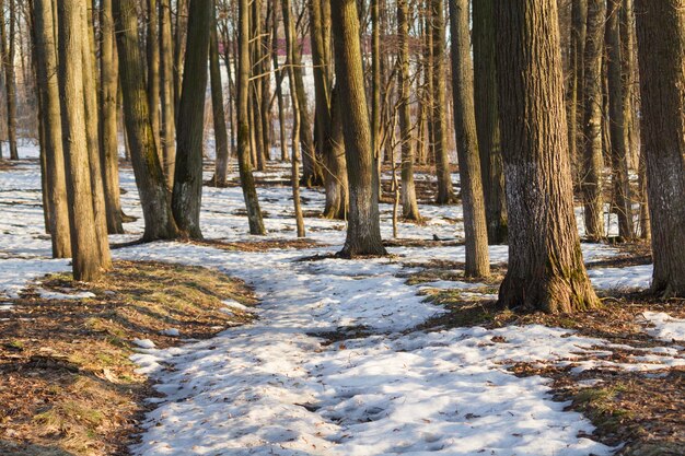 A neve a derreter no parque