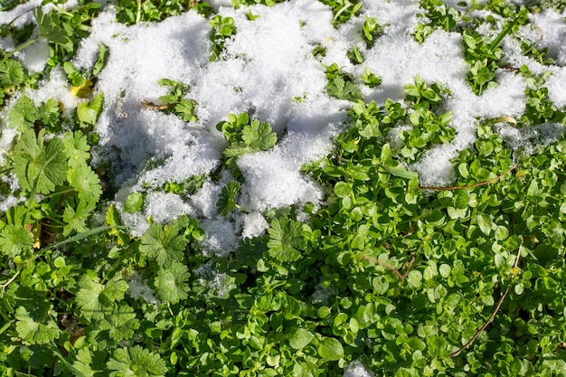 A neve branca estava na grama verde em um dia de outono a chegada das estações de inverno