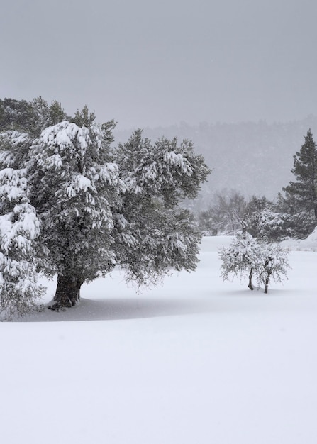 A neve cai no fundo de uma oliveira no inverno em uma vila grega na Grécia