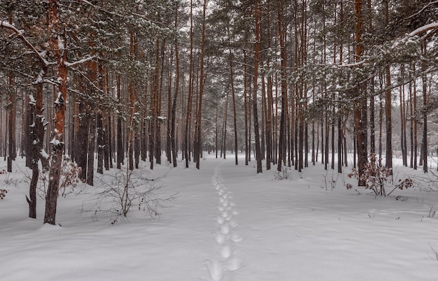 A neve caiu no chão e nas árvores. Tempo frio de inverno