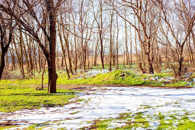 A neve da paisagem está na grama verde em um bosque com árvores nuas em um dia ensolarado de primavera