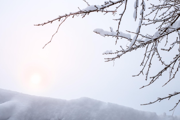 A neve de fundo do inverno deriva de galhos de árvores e o sol no céu em uma névoa Condições climáticas nos países do norte