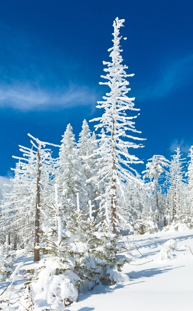 A neve do inverno cobriu pinheiros na encosta da montanha no céu azul