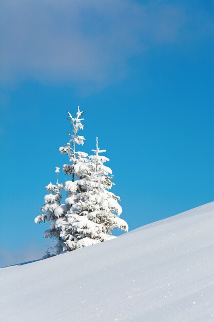 A neve do inverno cobriu pinheiros na encosta da montanha no fundo do céu azul