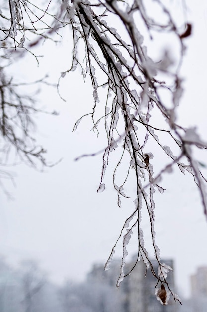 A neve está nos galhos de uma árvore contra o céu Foto de alta qualidade
