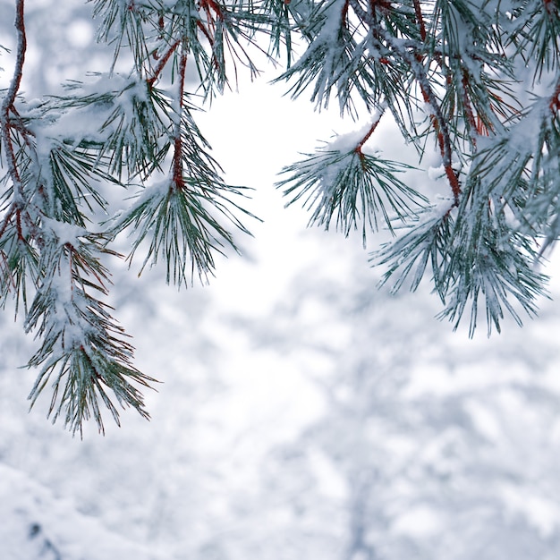 A neve nas folhas dos pinheiros no inverno, dias de natal