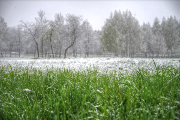 A neve vai no verão