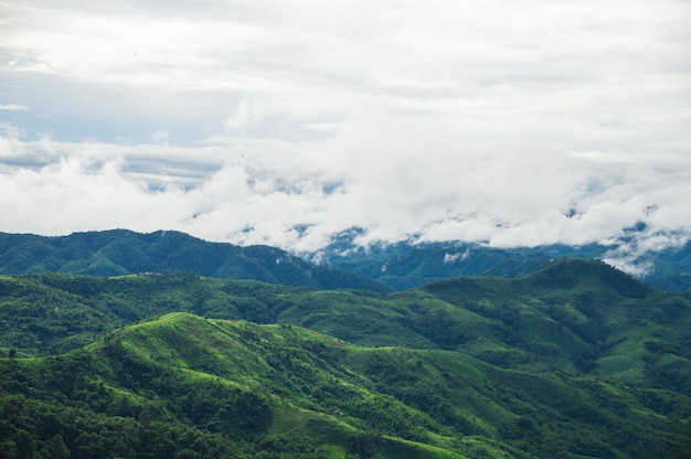 A névoa cobriu as montanhas verdes após a chuva.