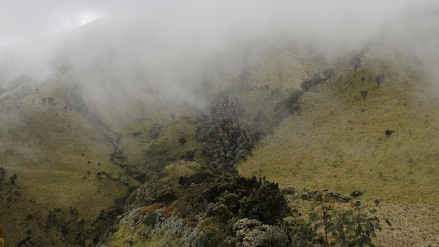 A névoa da manhã desce na floresta da montanha