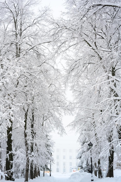 A névoa da manhã na floresta e neve branca