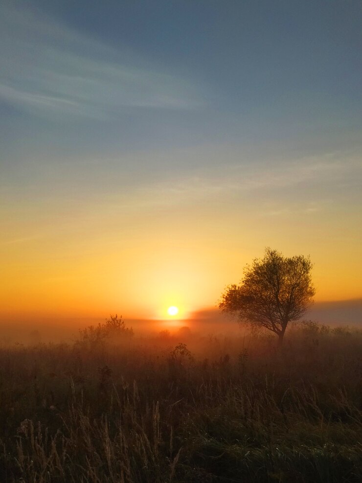 Foto a névoa da manhã se espalha em um prado com grama alta e o nascer do sol
