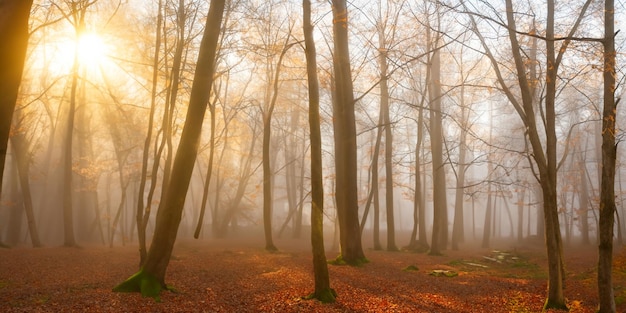 A névoa gira entre as árvores criando uma atmosfera onírica na floresta ao amanhecer