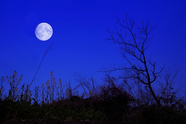 A noite da lua