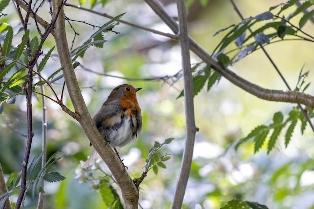 A novata Robin empoleirada em uma árvore em um dia de verão