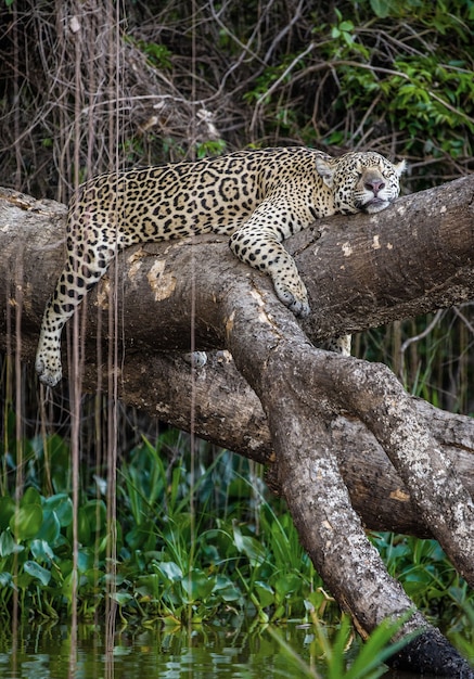 A onça-pintada está em uma árvore pitoresca acima da água, no meio da selva.