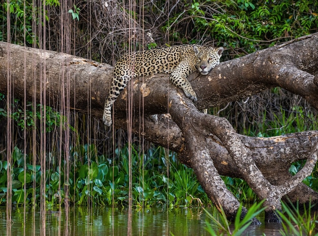 A onça-pintada está em uma árvore pitoresca acima da água, no meio da selva.