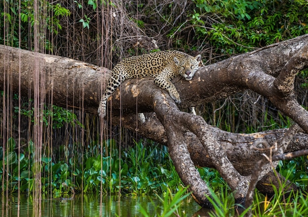 A onça-pintada está em uma árvore pitoresca acima da água, no meio da selva.