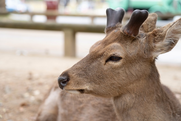 A opinião o cervo de Nara coloca na grama verde em Nara distinta famosa de cervos públicos no país.