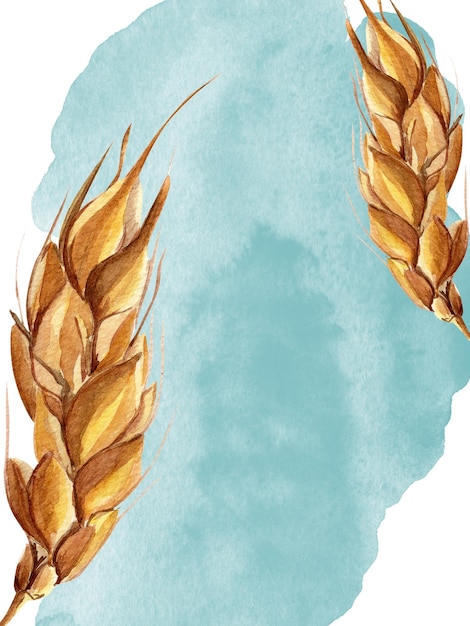 A orelha do trigo no céu azul da aquarela mancha o fundo