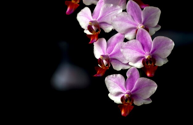 A orquídea Phalaenopsis amabilis, comumente conhecida como orquídea da lua.