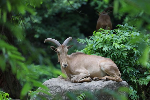 A ovelha bárbara é mamífero e animal da colina